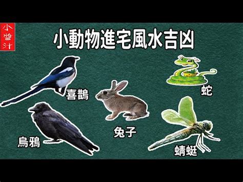 蜻蜓來家裡|蜻蜓入宅有何含義？風水師解釋